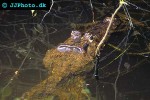 caiman crocodilus spectacled caiman caiman crocodilus spectacled caiman