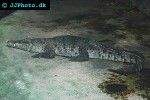 crocodylus acutus american crocodile crocodylus acutus american crocodile