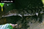 crocodylus mindorensis philippine crocodile crocodylus mindorensis philippine crocodile