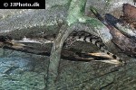 crocodylus mindorensis philippine crocodile crocodylus mindorensis philippine crocodile