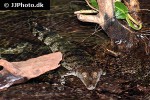 crocodylus mindorensis philippine crocodile crocodylus mindorensis philippine crocodile