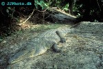 crocodylus niloticus nile crocodile crocodylus niloticus nile crocodile