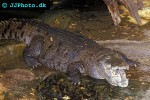 crocodylus niloticus nile crocodile crocodylus niloticus nile crocodile