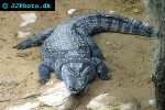 crocodylus niloticus nile crocodile crocodylus niloticus nile crocodile