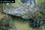 crocodylus niloticus nile crocodile crocodylus niloticus nile crocodile
