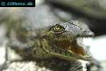 crocodylus niloticus nile crocodile crocodylus niloticus nile crocodile
