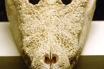 crocodylus niloticus nile crocodile crocodylus niloticus nile crocodile