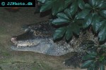 crocodylus novaeguineae new guinea crocodile crocodylus novaeguineae new guinea crocodile