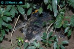 crocodylus novaeguineae new guinea crocodile crocodylus novaeguineae new guinea crocodile