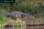 crocodylus palustris marsh crocodile crocodylus palustris marsh crocodile