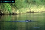 crocodylus palustris marsh crocodile crocodylus palustris marsh crocodile