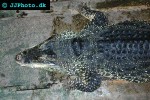 crocodylus rhombifer cuban crocodile crocodylus rhombifer cuban crocodile