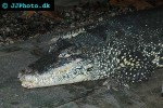 crocodylus rhombifer cuban crocodile crocodylus rhombifer cuban crocodile