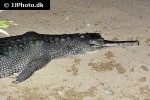 gavialis gangeticus gharial gavialis gangeticus gharial
