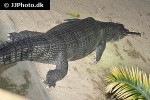 gavialis gangeticus gharial gavialis gangeticus gharial