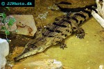 mecistops cataphractus slendersnouted crocodile mecistops cataphractus slendersnouted crocodile