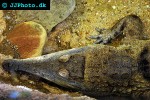 mecistops cataphractus slendersnouted crocodile mecistops cataphractus slendersnouted crocodile