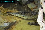 mecistops cataphractus slendersnouted crocodile mecistops cataphractus slendersnouted crocodile