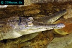 mecistops cataphractus slendersnouted crocodile mecistops cataphractus slendersnouted crocodile