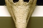 mecistops cataphractus slendersnouted crocodile mecistops cataphractus slendersnouted crocodile