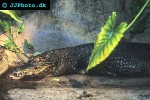 melanosuchus niger black caiman melanosuchus niger black caiman