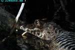 melanosuchus niger black caiman melanosuchus niger black caiman