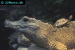 osteolaemus tetraspis african dwarf crocodile osteolaemus tetraspis african dwarf crocodile