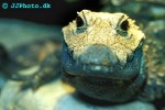 osteolaemus tetraspis african dwarf crocodile osteolaemus tetraspis african dwarf crocodile