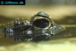 osteolaemus tetraspis african dwarf crocodile osteolaemus tetraspis african dwarf crocodile
