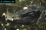 osteolaemus tetraspis african dwarf crocodile osteolaemus tetraspis african dwarf crocodile