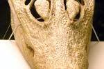 osteolaemus tetraspis african dwarf crocodile osteolaemus tetraspis african dwarf crocodile