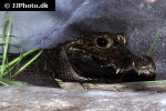 osteolaemus tetraspis african dwarf crocodile osteolaemus tetraspis african dwarf crocodile