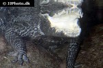 osteolaemus tetraspis african dwarf crocodile osteolaemus tetraspis african dwarf crocodile