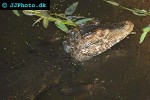 paleosuchus palpebrosus cuvier s dwarf caiman paleosuchus palpebrosus cuvier s dwarf caiman
