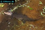 paleosuchus palpebrosus cuvier s dwarf caiman paleosuchus palpebrosus cuvier s dwarf caiman