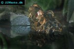 paleosuchus palpebrosus cuvier s dwarf caiman paleosuchus palpebrosus cuvier s dwarf caiman