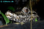 paleosuchus palpebrosus cuvier s dwarf caiman paleosuchus palpebrosus cuvier s dwarf caiman