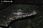 paleosuchus trigonatus smooth fronted caiman paleosuchus trigonatus smooth fronted caiman