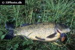 carassius carassius carassius carassius