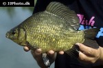 carassius carassius carassius carassius