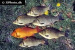 carassius carassius carassius carassius