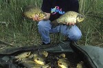 carassius carassius carassius carassius