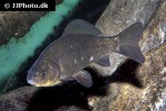 carassius carassius carassius carassius