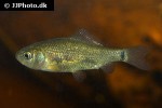 carassius carassius carassius carassius