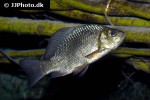 carassius carassius carassius carassius
