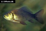 carassius carassius carassius carassius