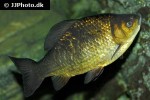carassius carassius carassius carassius