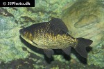 carassius carassius carassius carassius