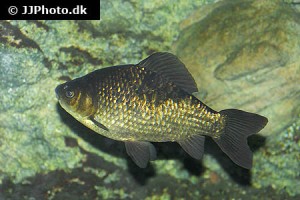Crucian Carp