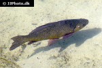 carassius carassius carassius carassius